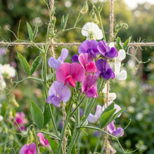 Perennial Everlasting Sweet Pea Mixed Seeds