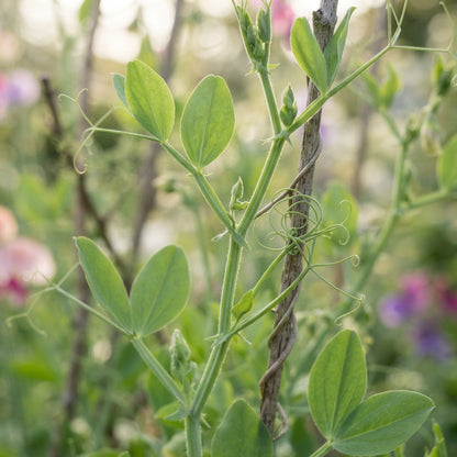 Lathyrus odoratus (Sweet Pea) Flower Seeds for Planting