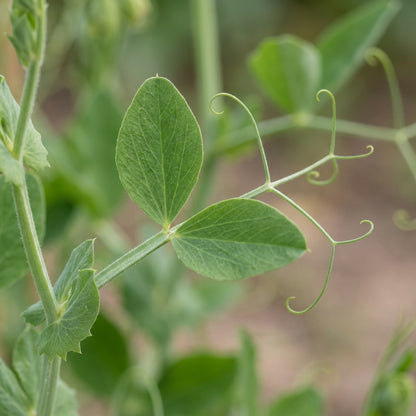 Sweet Pea Beaujolais Flower Seeds for Planting