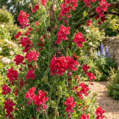 Sweet Pea Alan Roberts Flower Seeds for Planting