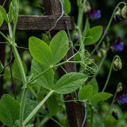 Sweet Pea Royal Navy Blue Flower Seeds For Planting