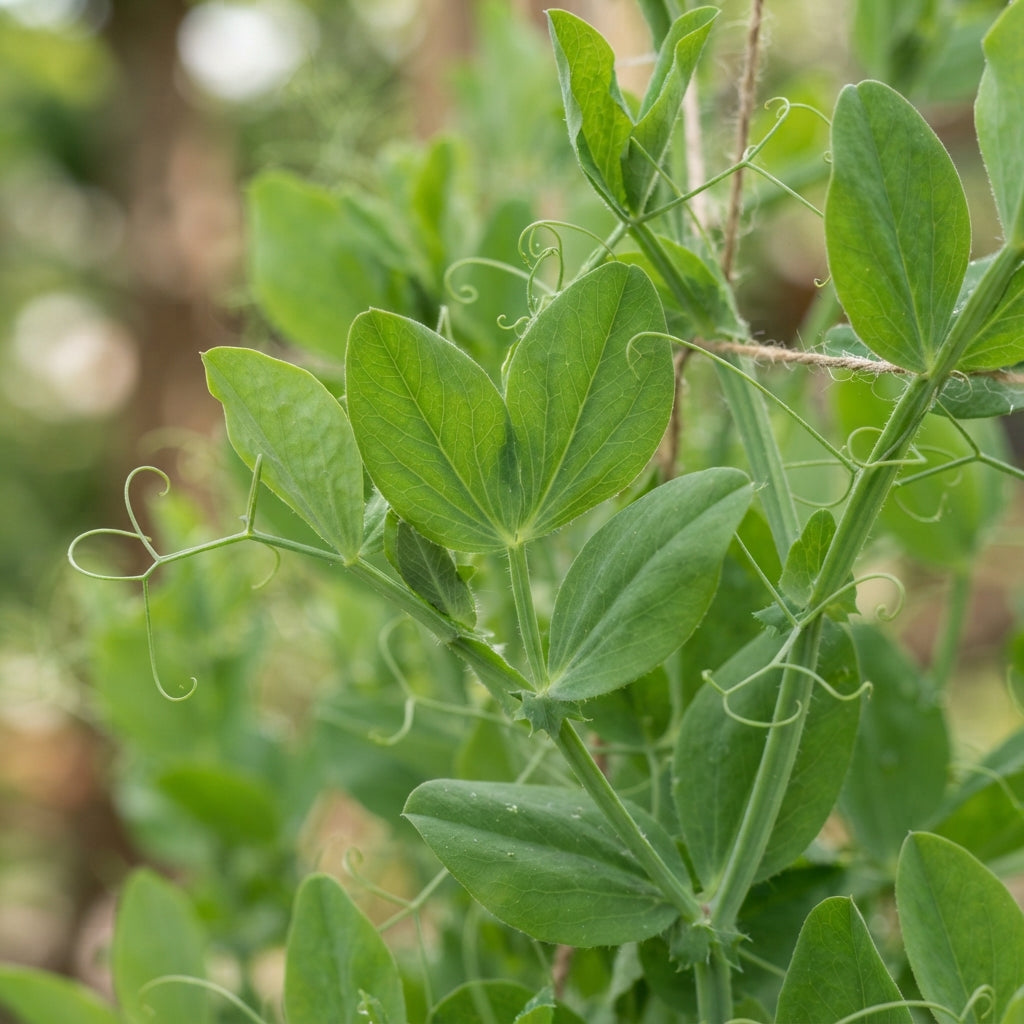 Sweet Pea Little Sweetheart Mix Flower Seeds for Garden Planting