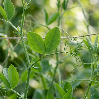 Perennial Everlasting Sweet Pea Mixed Seeds