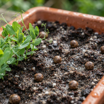 Sweet Pea Alan Roberts Flower Seeds for Planting