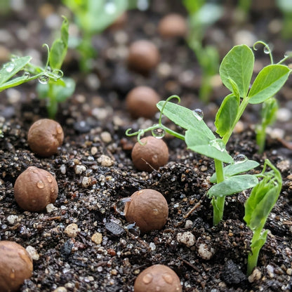Sweet Pea Beaujolais Flower Seeds for Planting