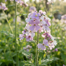 Sweet Rocket Seeds for Planting