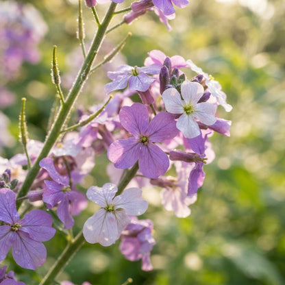 Sweet Rocket Seeds for Planting