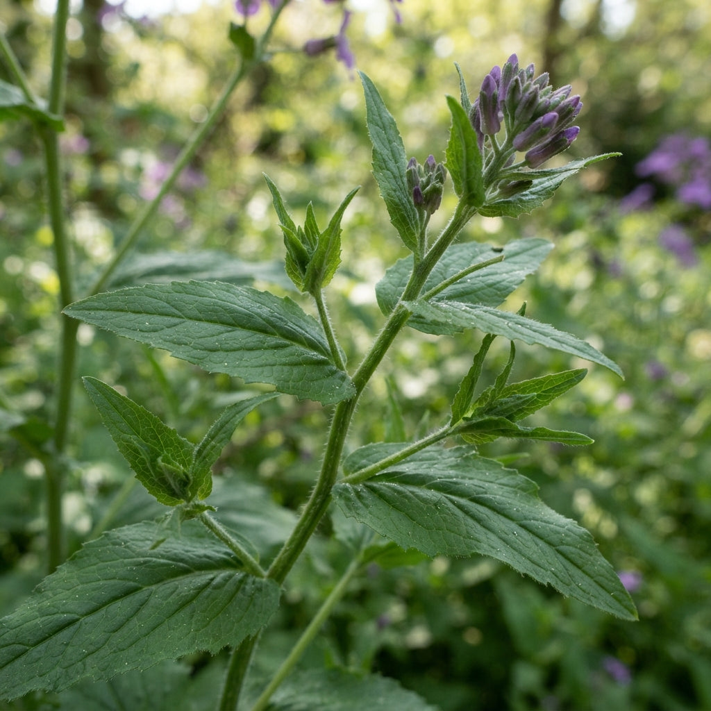 Sweet Rocket Seeds for Planting