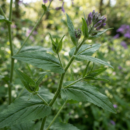 Sweet Rocket Seeds for Planting