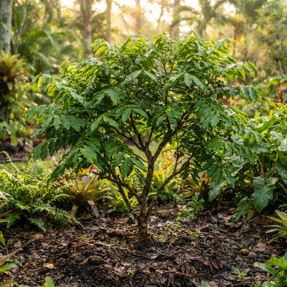 Sweet Spanish Lime Seeds for Planting
