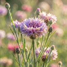 Sweet Sultan Seeds for Planting