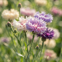 Sweet Sultan Seeds for Planting