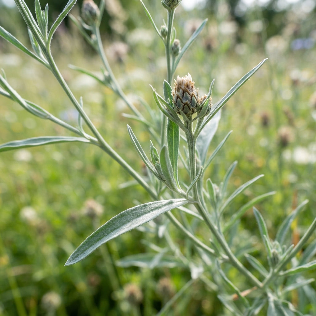 Sweet Sultan Seeds for Planting
