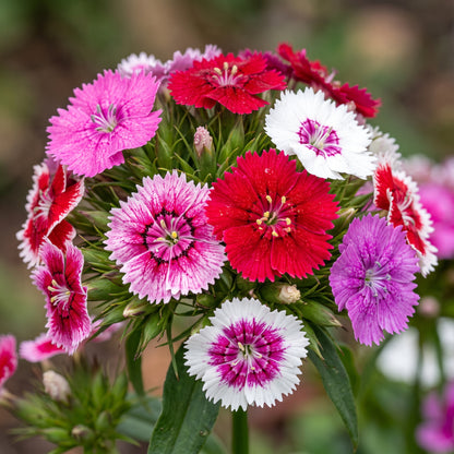 Winter Blooming Sweet William Mix Seeds