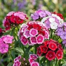 Sweet William Summertime Mix Flower Seeds