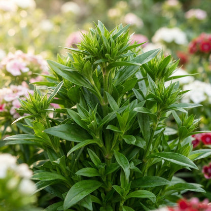 Sweet William Mix Flower Seeds for Planting