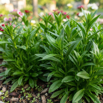 Sweet William Mix Flower Seeds for Planting