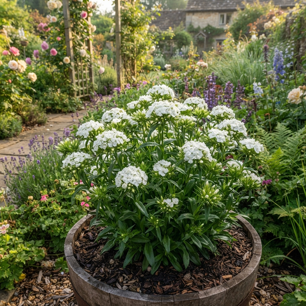 White Sweet William Flower Seeds for Planting