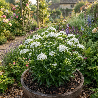 White Sweet William Flower Seeds for Planting