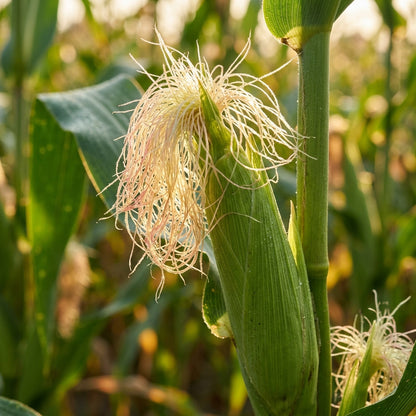 Organic Corn Seeds – Sweet Corn Variety