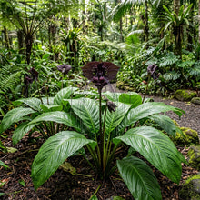 Tacca Chantrieri Seeds