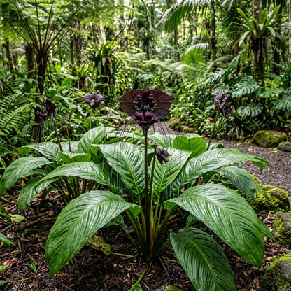 Tacca Chantrieri Seeds