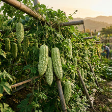 Taiwan Large Bitter Gourd Seeds – Bitter Gourd Seeds for Planting