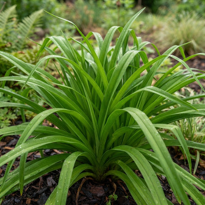 Tawny Daylily Flower Seeds - Daylily Flower Seeds for Garden