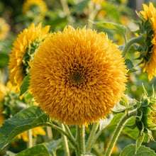 Teddy Bear Sunflower Seeds – Compact Double Blooms