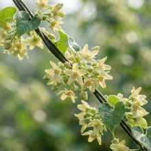 Telosma cordata Seeds for Planting