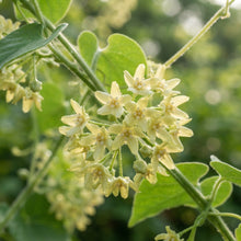 Telosma cordata Seeds for Planting