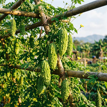 Thai Bitter Gourd Seeds – Bitter Gourd Seeds for Home Garden