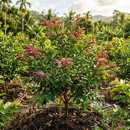 Thai Maroon Guava Seeds for Planting