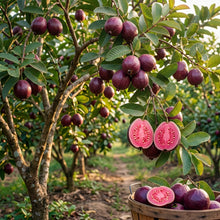 Thai Maroon Guava Seeds for Planting
