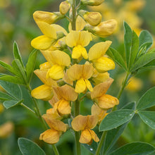 Thermopsis lanceolata Flower Seeds for Planting