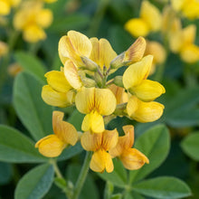 Thermopsis lanceolata Flower Seeds for Planting