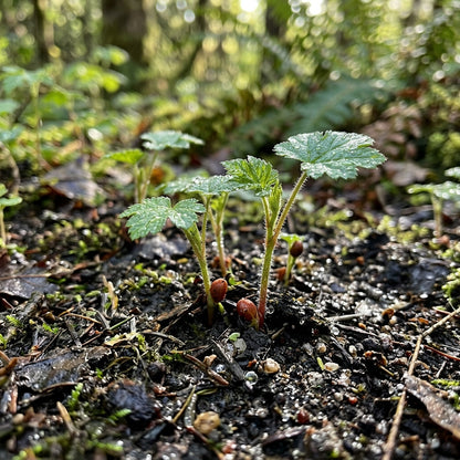 Thimbleberry Seeds for Planting