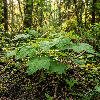 Thimbleberry Seeds for Planting