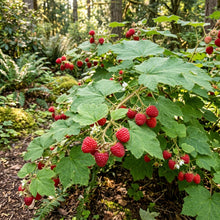 Thimbleberry Seeds for Planting