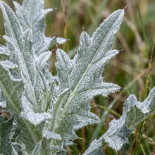 Scotch Thistle Flower Seeds for Planting