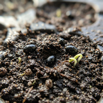 Thumb Watermelon Seeds for Planting
