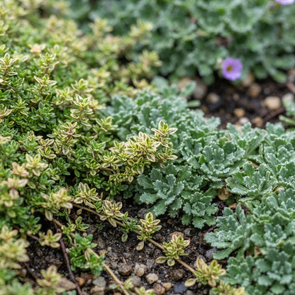 Rainbow Creeping Thyme and Mixed Rock Cress Seeds for Planting