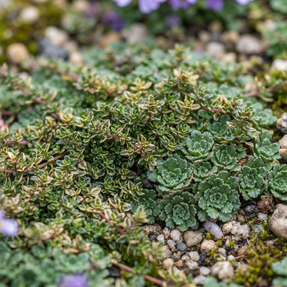 Rainbow Creeping Thyme and Mixed Rock Cress Seeds for Planting