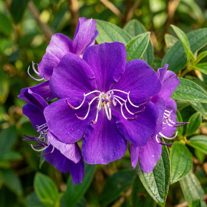 Tibouchina grossa Seeds for Planting