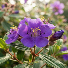 Tibouchina seecandra Flower Seeds for Planting