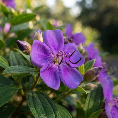 Tibouchina seecandra Flower Seeds for Planting