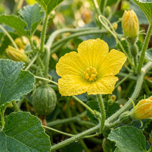 Tigger Tiger Melon Seeds for Planting