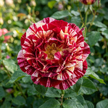 Tiger Stripes Rose Seeds – Striped Garden Roses