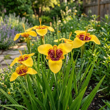 Tigridia Pavonia Yellow Flower Seeds