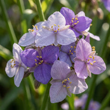 Tinantia Erecta Flower Seeds For Planting